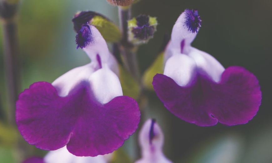 Image 3: Three or Nine Salvia Microphylla Plants Collection