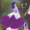 Image 3: Three or Nine Salvia Microphylla Plants Collection