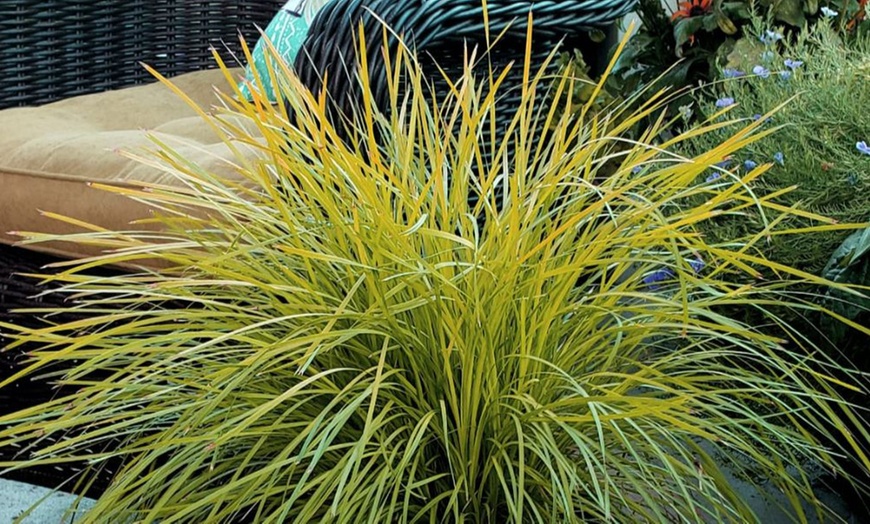 Image 3: Lomandra longifolia Miners Gold – 1 or 3 Potted Plants