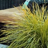 Image 3: Lomandra longifolia Miners Gold – 1 or 3 Potted Plants