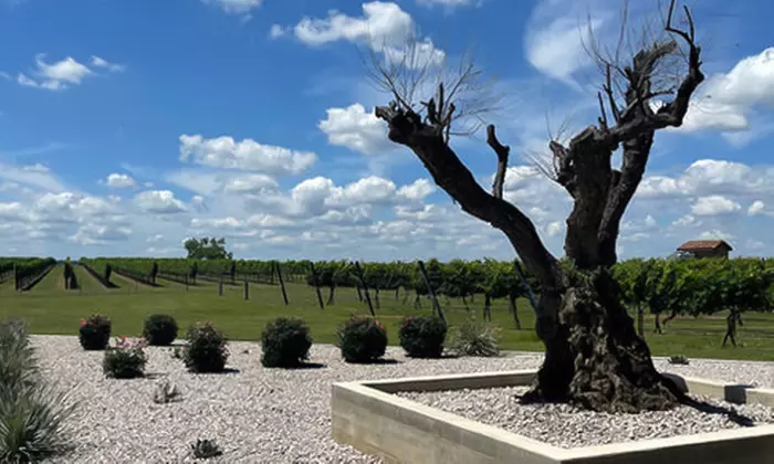 Convenient Airport Shuttle for up to 11 Passengers