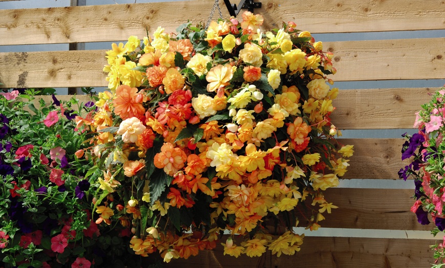 Image 6: One or Two Begonia Apricot Shades Preplanted Hanging Baskets