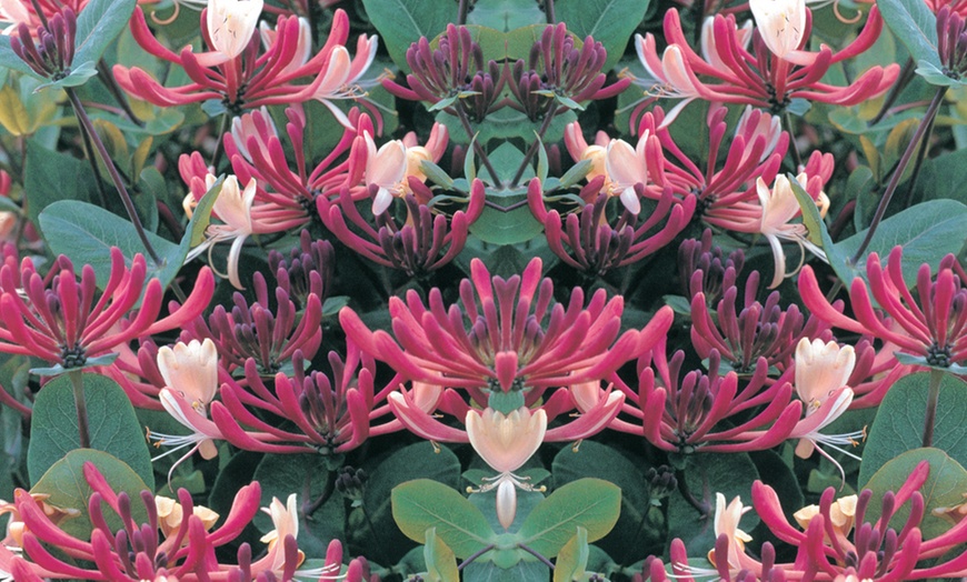 Image 4: Potted Fragrant Honeysuckle Plants – Trio of Varieties