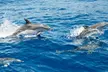 Dolphin and Island Tour for One Adult or Child at Uncharted Waters Dolphin and Fishing Charters (Up to 20% Off) - Second Medium