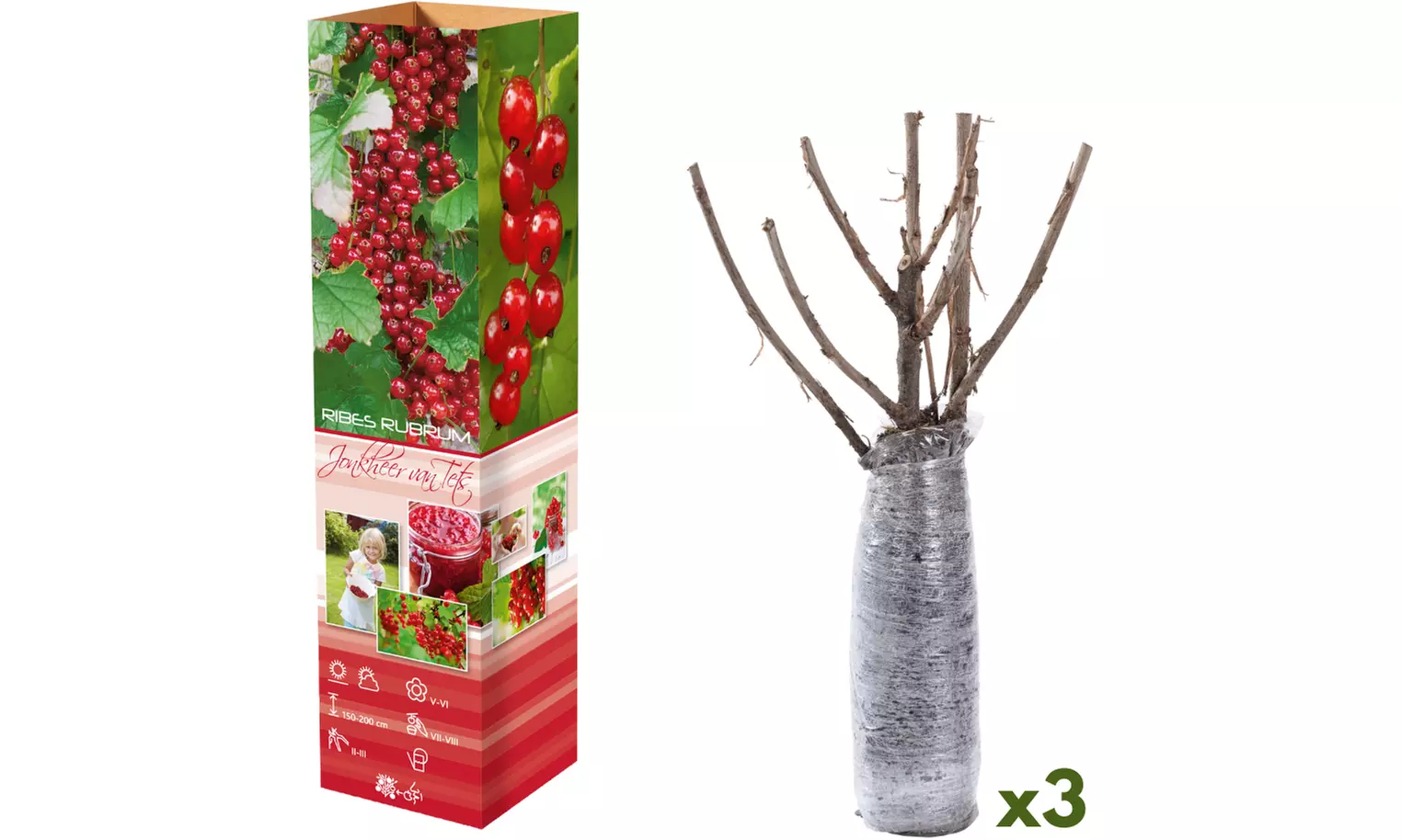 3x oder 6x rote und/oder schwarze Johannisbeeren