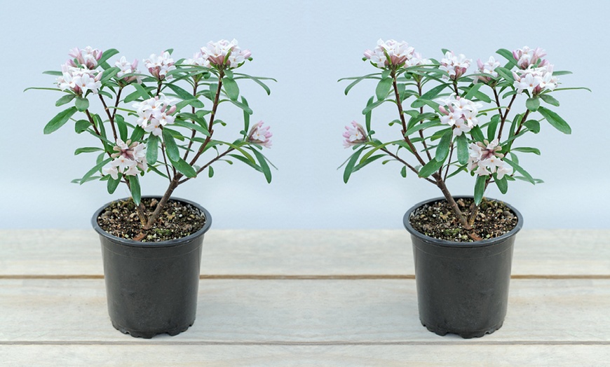 Image 6: Potted Fragrant Daphne Plants - 1 or 2 Potted Plants