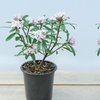 Image 6: Potted Fragrant Daphne Plants - 1 or 2 Potted Plants