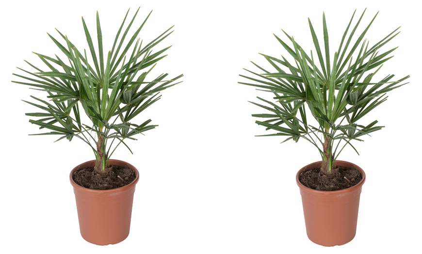 Image 5: 1 o 2 piante di Trachycarpus Fortunei