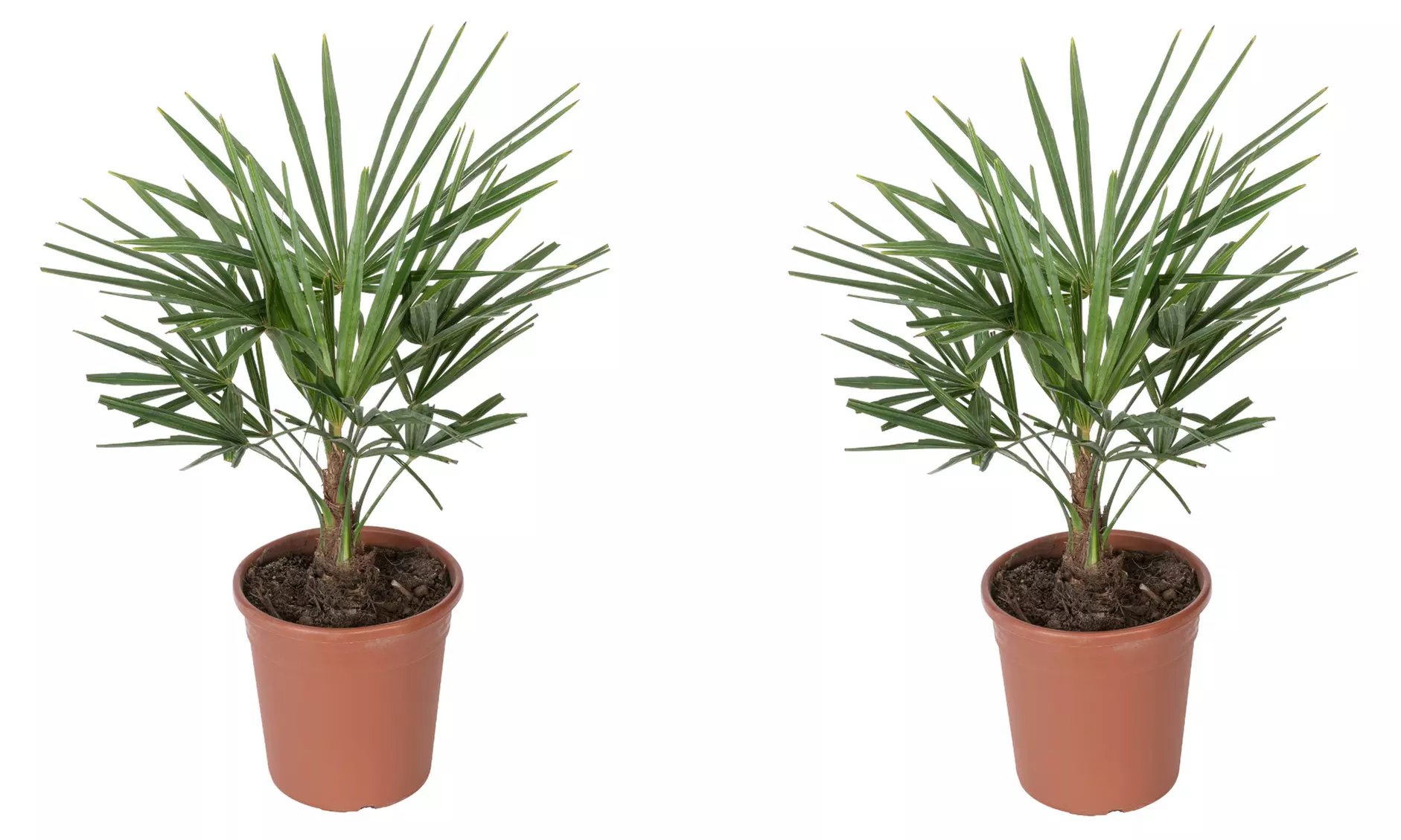 1 o 2 piante di Trachycarpus Fortunei