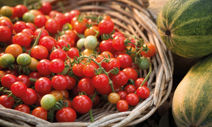 Image 4: 3, 6 or 12 Tomato Tumbling Tom Postiplug Plants