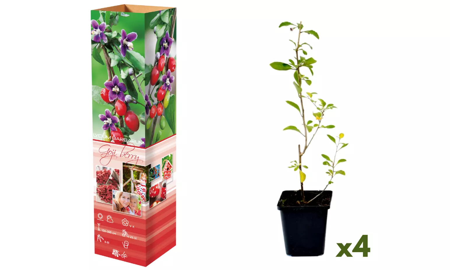Set van 4 Gojibessen planten