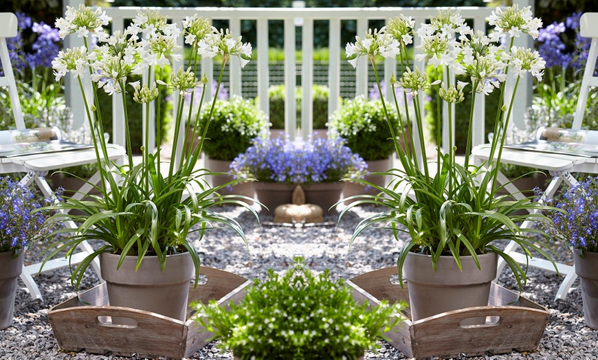 Image 1: One, Two or Three Agapanthus Potted Plant Collections 9cm