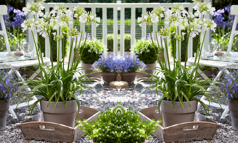 One, Two or Three Agapanthus Potted Plant Collections 9cm - Primary Image