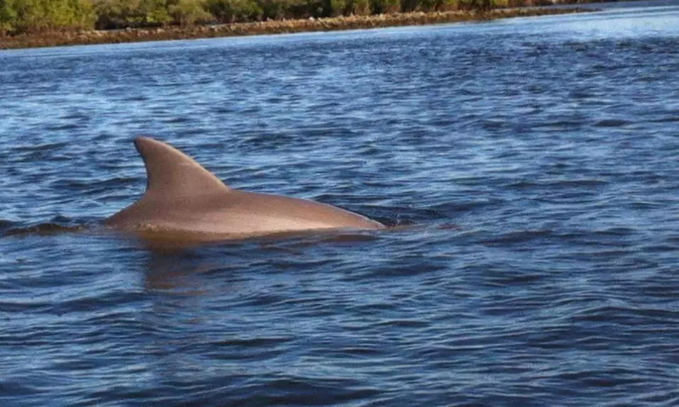 Up to 46% Off Kayak Tours from Daytona Beach Kayaking