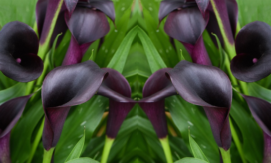 Image 3: Black Calla Lily in 13cm Pot