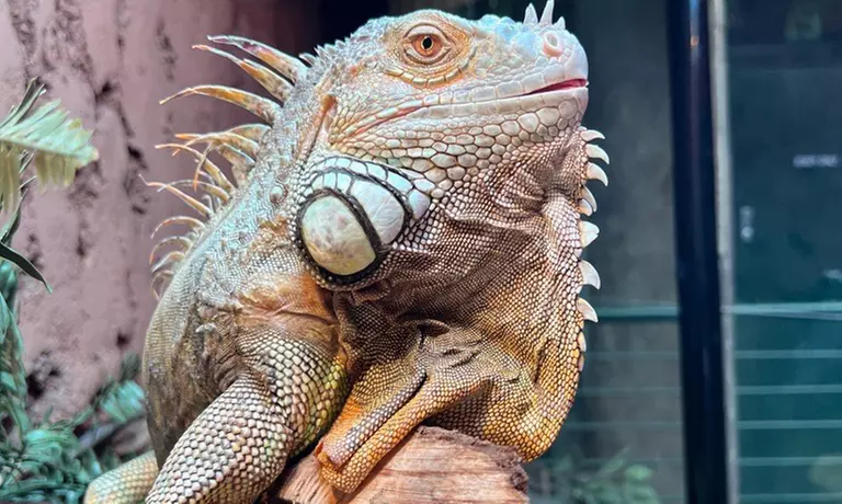 Oceanarium Experience for One Adult, Child, Senior or Family of Upto 5