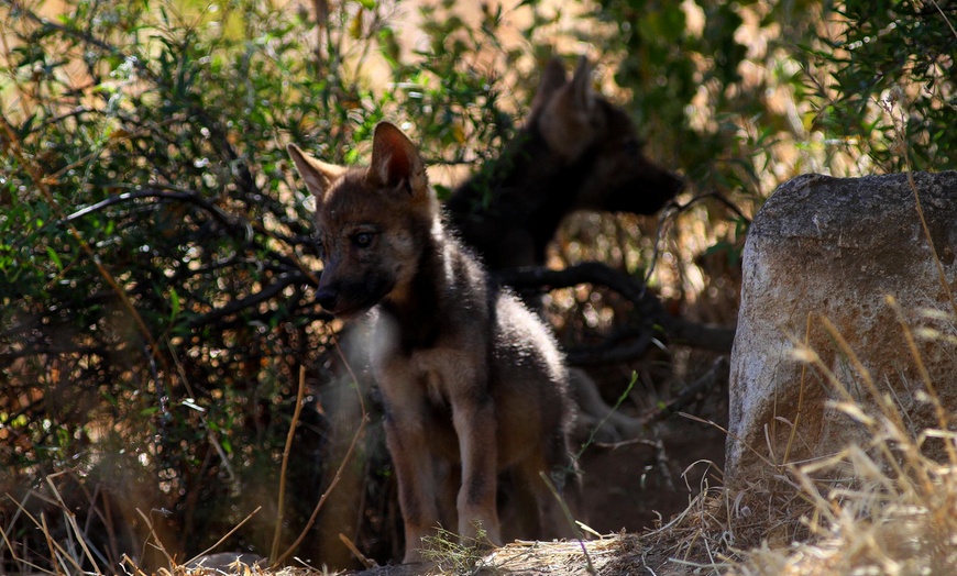 Image 11: Entrada al Lobo Park Antequera con guía experto y vistas a El Torcal