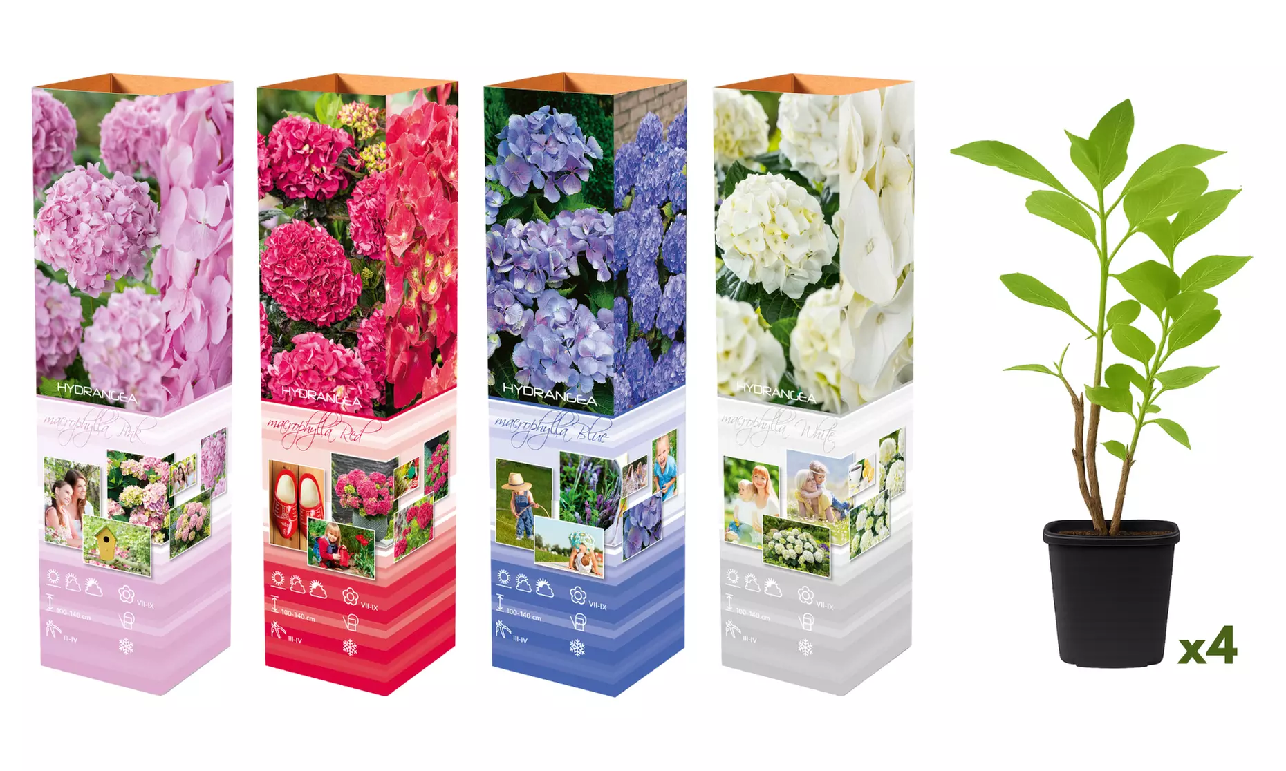 Set Hortensias Hydrangea macrophylla