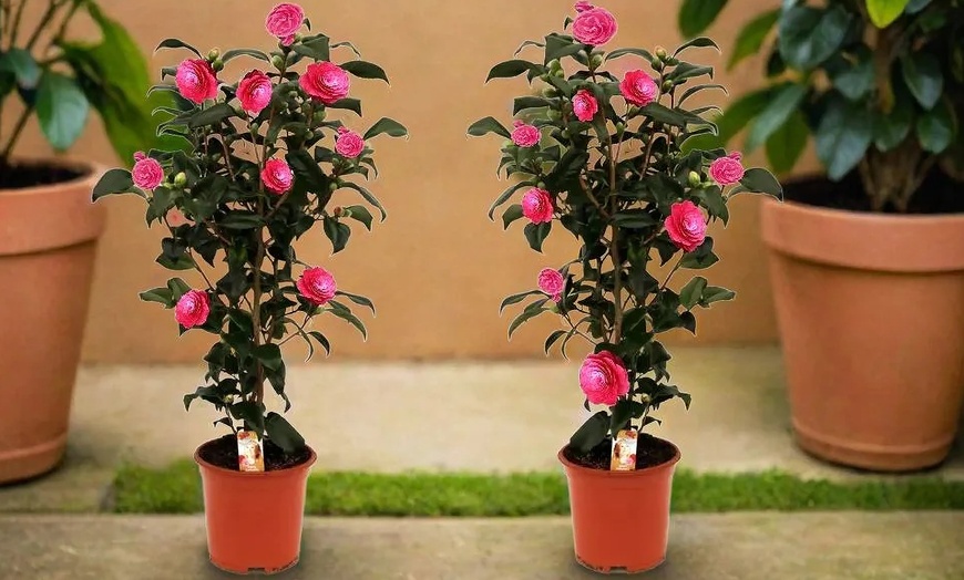 Image 2: 1 ou 2 arbustes de camélia du Japon XL de Gardenzo