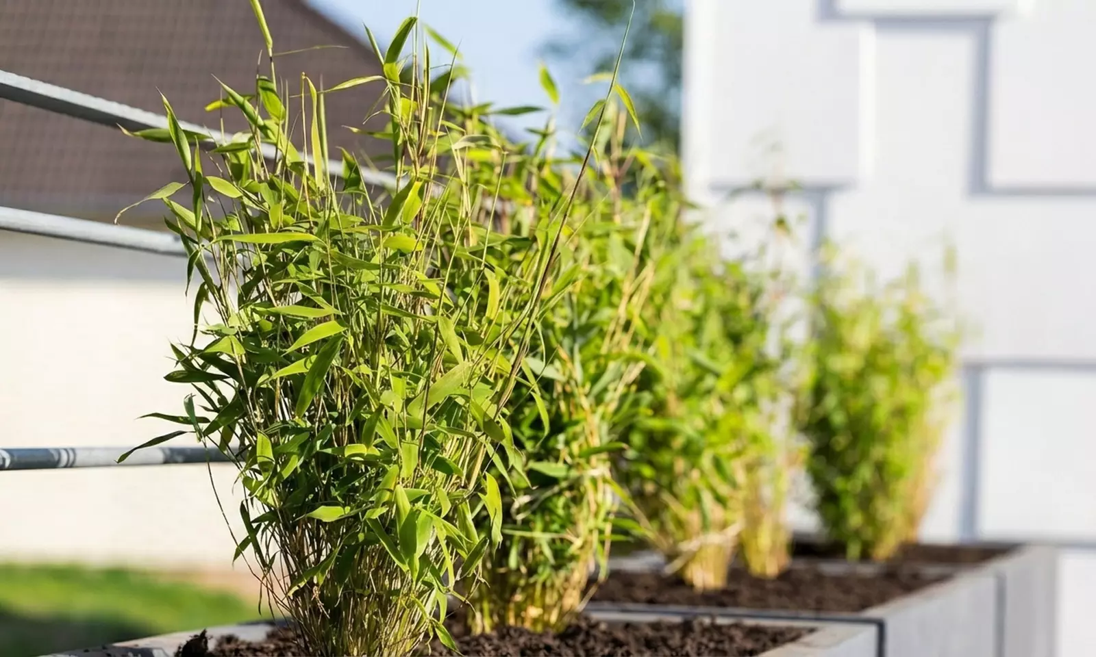 Set de 3 ou 6 bambous "Fargesia Rufa"