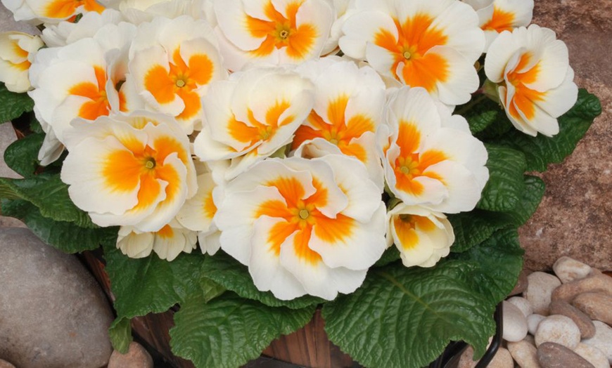 Image 5: Winter Flowering Primrose Mix - 24, 48 or 72 Plug Plants