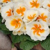 Image 5: Winter Flowering Primrose Mix - 24, 48 or 72 Plug Plants