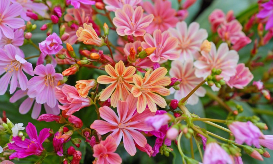 Image 1: 12 or 24 Pack Lewisia Cotyledon Elise Mixed Plugs