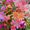Image 1: 12 or 24 Pack Lewisia Cotyledon Elise Mixed Plugs