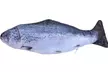 Electric Moving Fish Cat Toy Realistic Flopping Wagging Fish Cat Toy - Second Medium