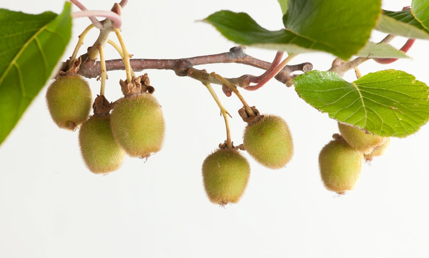 Image 4: 3er-oder 6er-Set selbstbestäubende Kiwi-Pflanzen „Jenny“