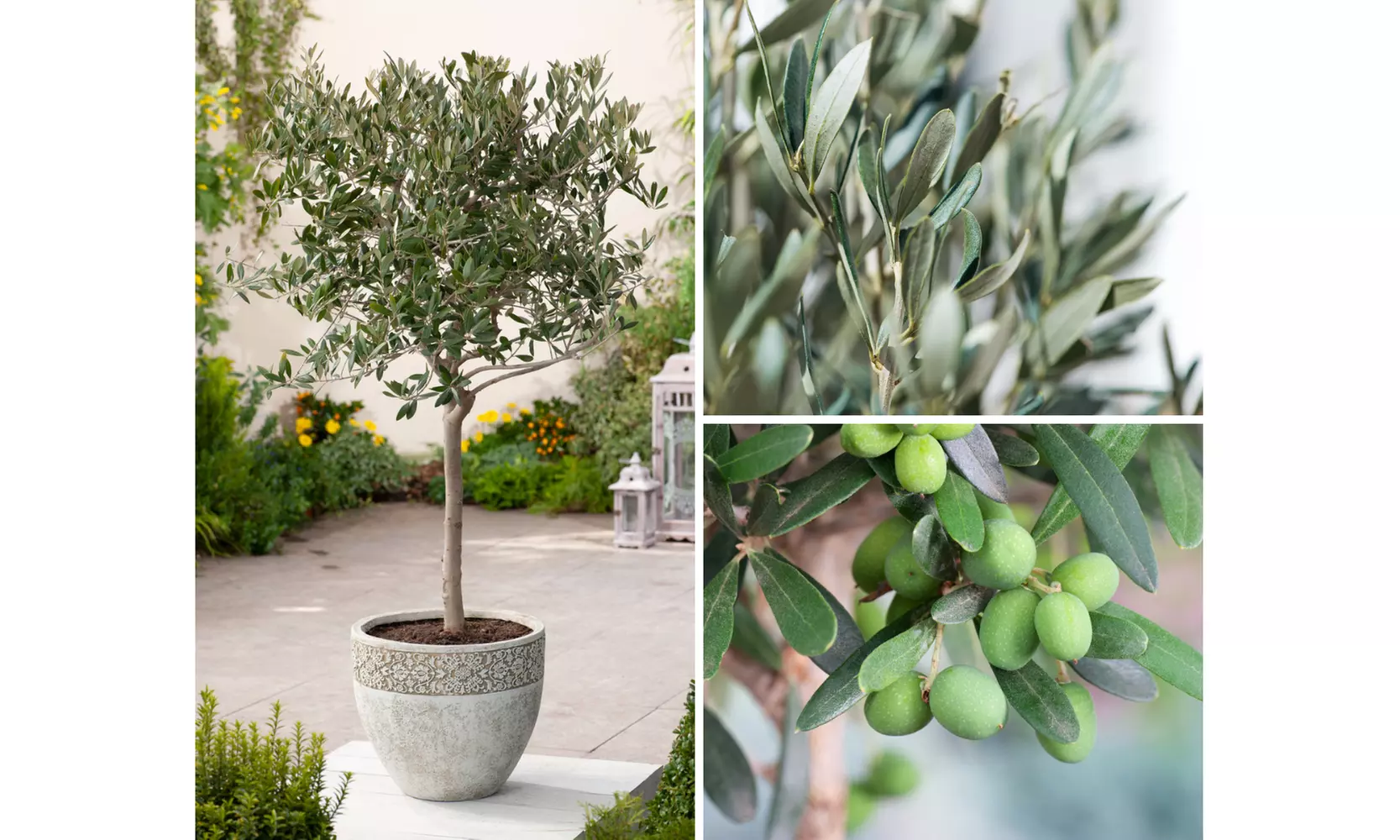 1x oder 2x winterharter Olivenbaum XXL - Primary Image