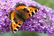 3x oder 6x Schmetterlingsflieder "Buddleja davidii" - Image 5
