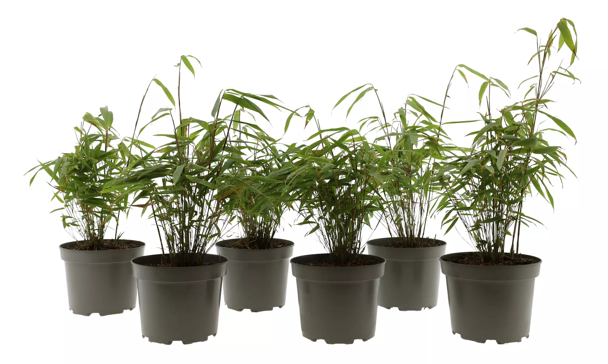 Hasta 6 plantas de bambú Fargesia