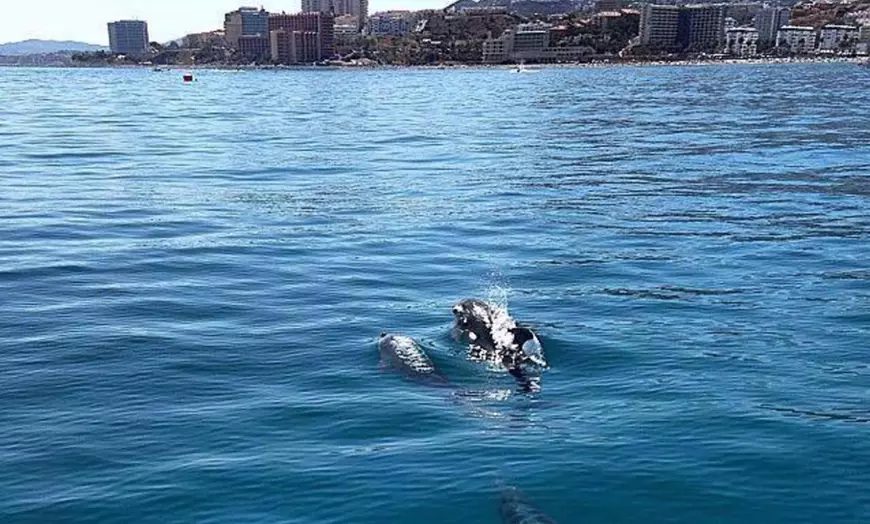 Image 10: Paseo en barco con avistamiento de delfines y bebida para niño/adulto
