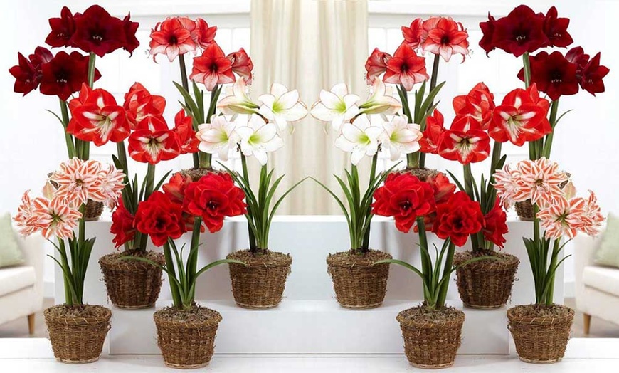 Image 1: Potted Amaryllis