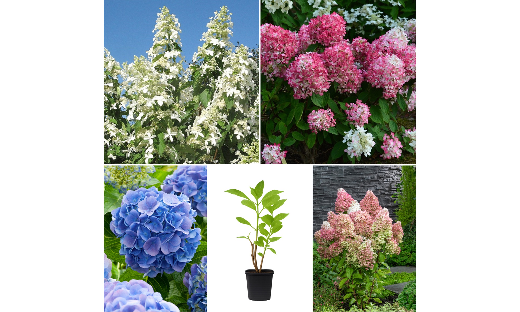 Lot de 4 plantes Hydrangea