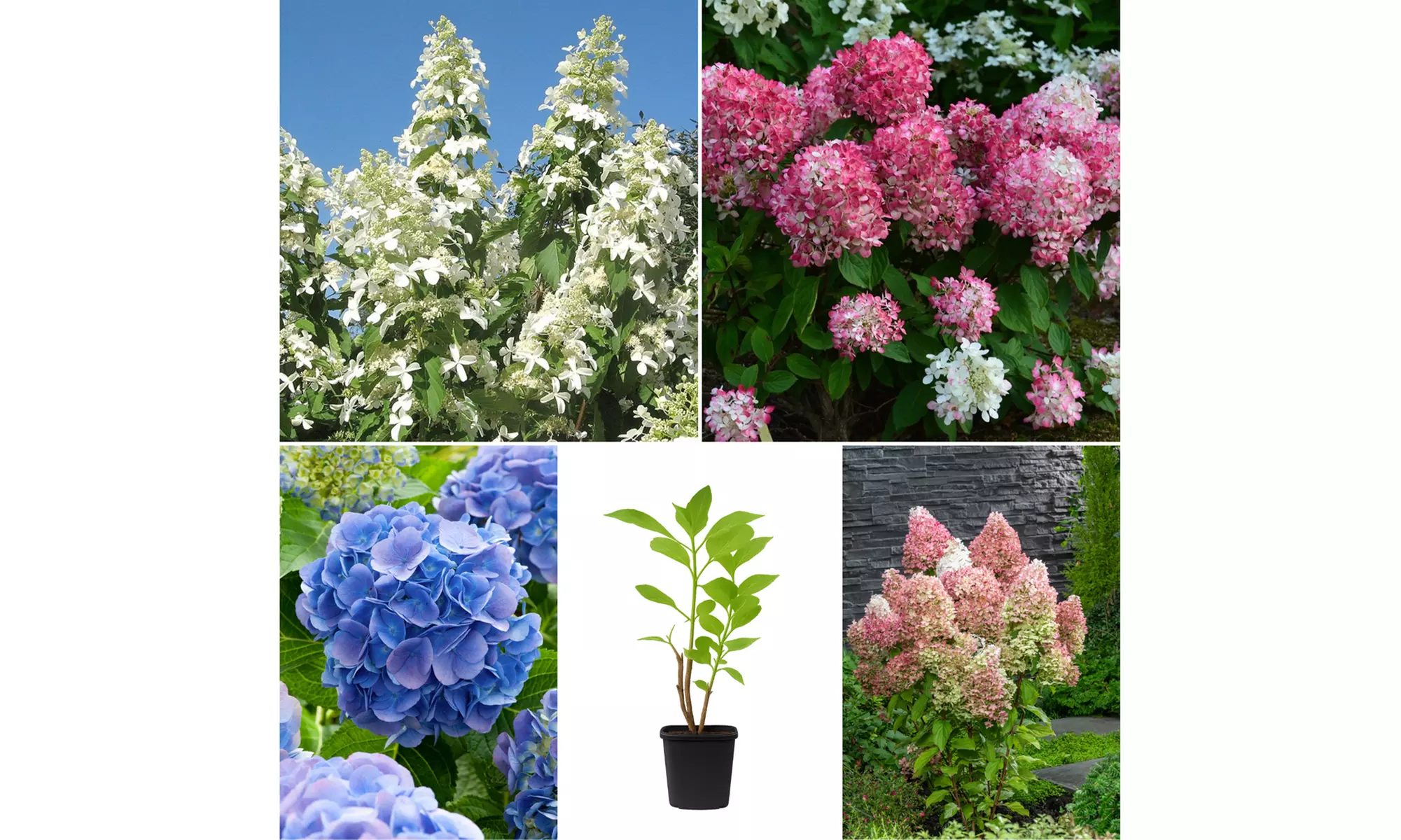 Lot de 4 plantes Hydrangea