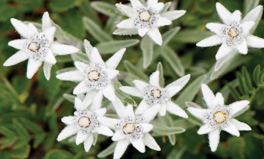 Image 2: Mixed Seasonal Alpine/rockery Plants - Potted or Plug Plants