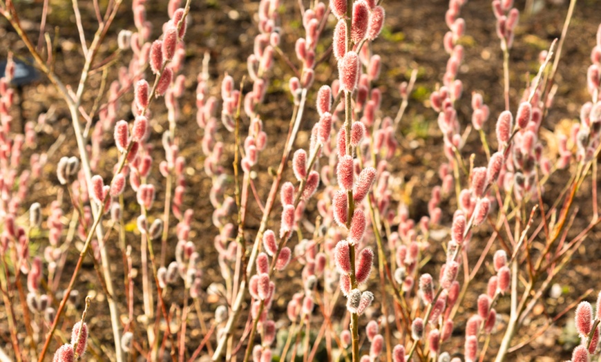 Image 3: Salix Gracilistyla Mount Aso 12cm