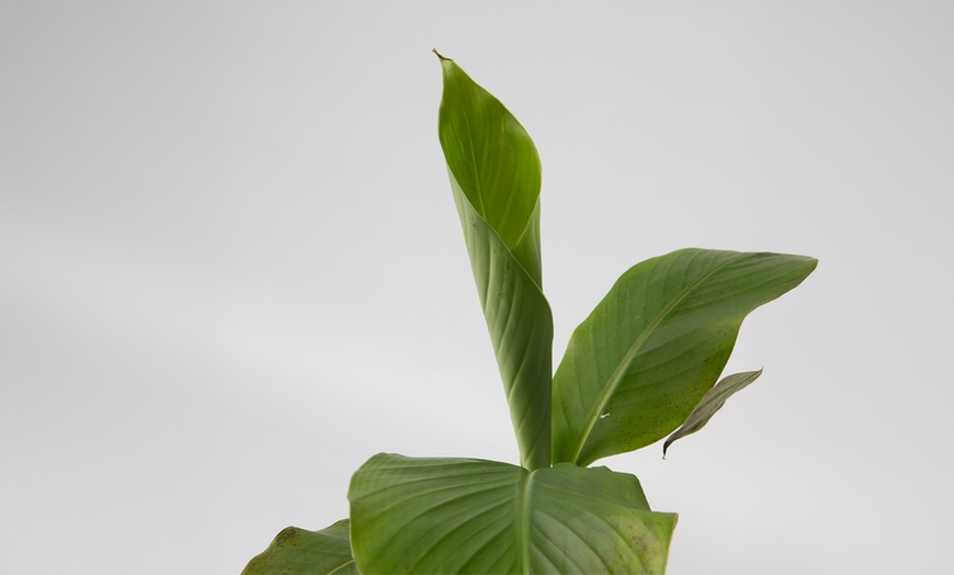 Image 4: Musa Basjoo, Rootz