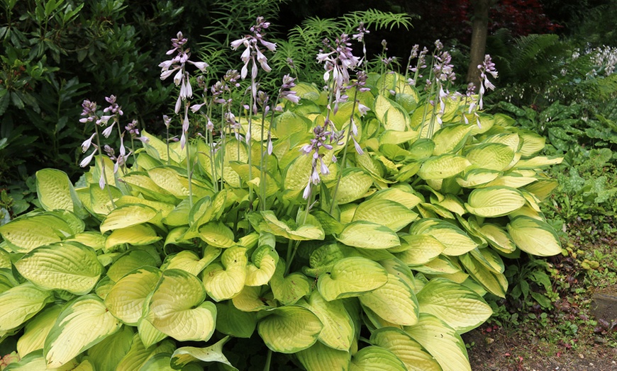 Image 7: Hardy Hosta Collection - 5 or 10 plants
