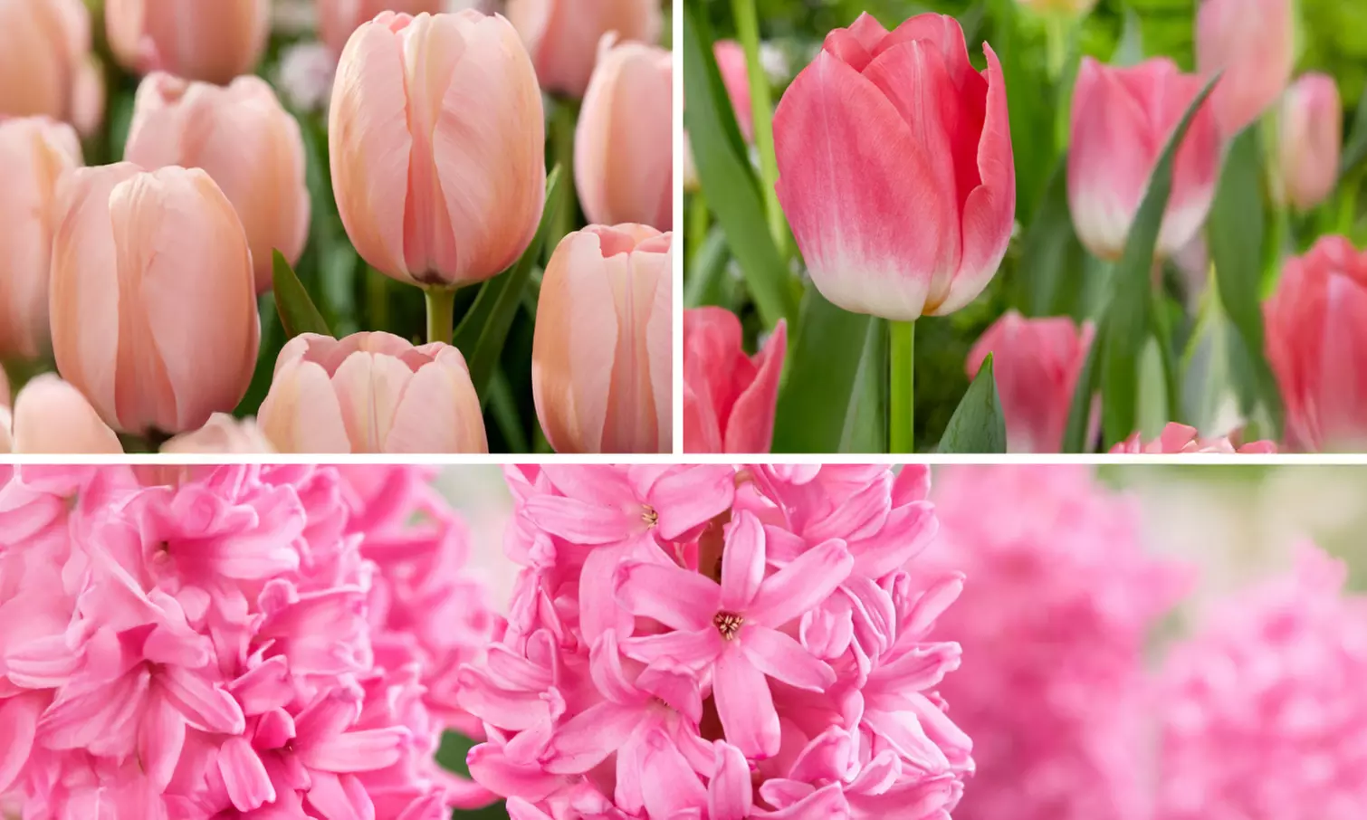 Set van 25 kleurrijke bloembollen mix in kleur naar keuze - Primary Image