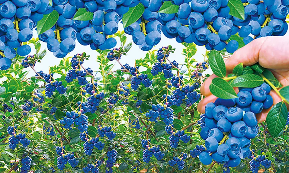 Heidelbeere Reka & Blue + 1x Dünger "Mikro Al" 500 ml - Primary Image