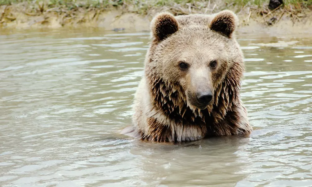 Admission to Safari Niagara (Up to 31% Off)