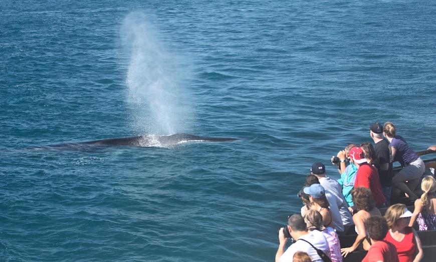 Image 3: Experience Mesmerizing Whale Watching Adventure on a Luxurious Cruise 
