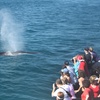 Image 3: Experience Mesmerizing Whale Watching Adventure on a Luxurious Cruise 