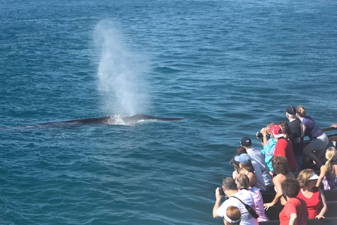 Whale Watching Cruise Deals & Discounts in San Diego