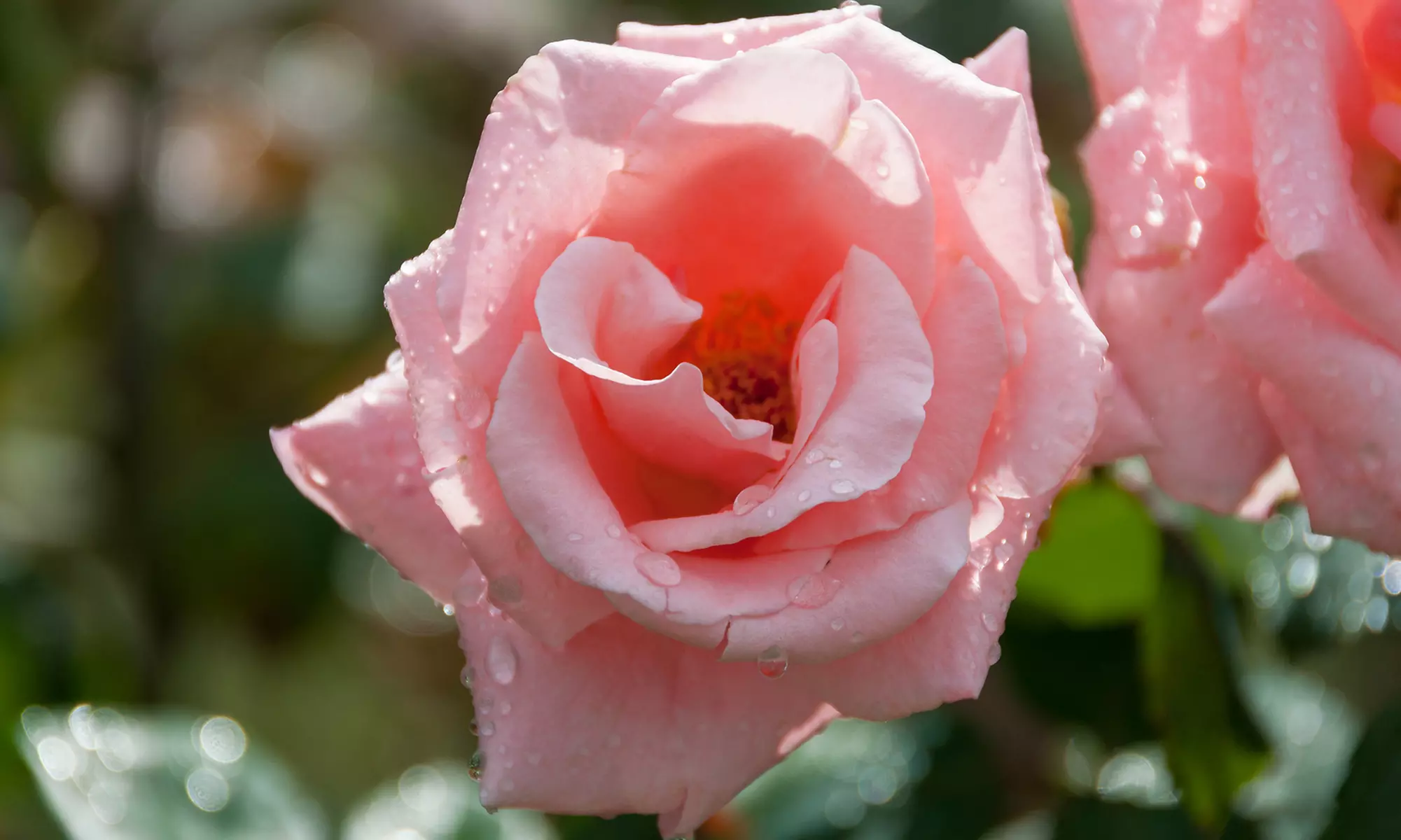 Ensembles de 4 roses de jardin parfumées à grandes fleurs