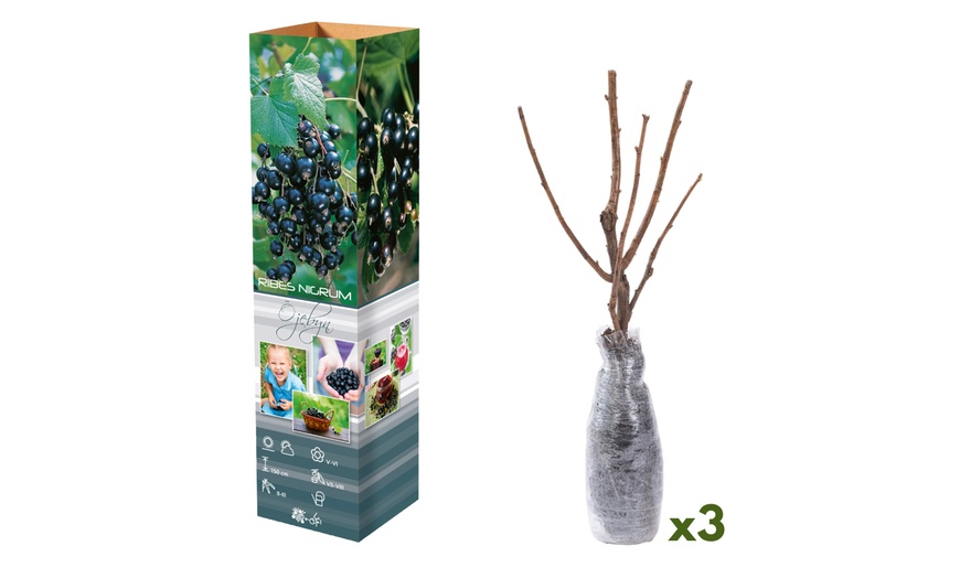 Image 3: 3 ou 6 plants de groseilles 
