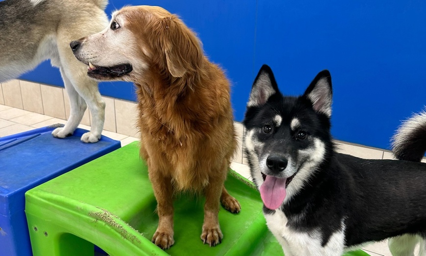 Image 10: Weekday Fun and Care with One, Three or Five Days of Dog Daycare